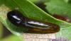 Caliroa cerasi